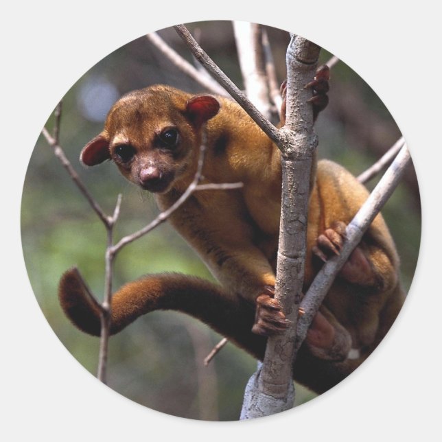 Adesivo Redondo Kinkajou (Potos flavus) (Frente)