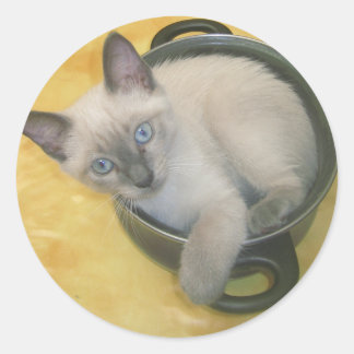 Adesivo Redondo Kitten Cacciatore