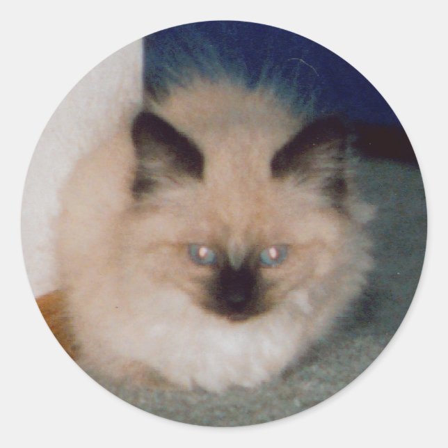 Adesivo Redondo Kitten Sticker (Frente)