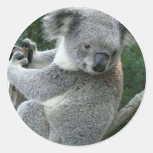 Adesivo Redondo Koala