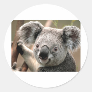 Adesivo Redondo Koala