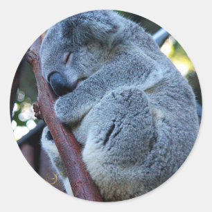 Adesivo Redondo Koala da torta de Cutie