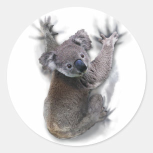 Adesivo Redondo Koala Hang No Urso Cóctil Traseiro Da Austrália