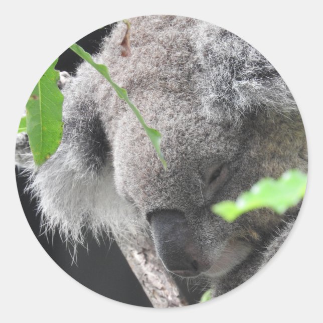 Adesivo Redondo Koala Sticker (Frente)