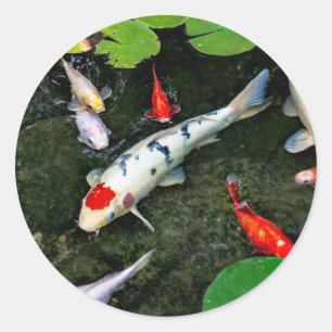Adesivo Redondo Koi Pond