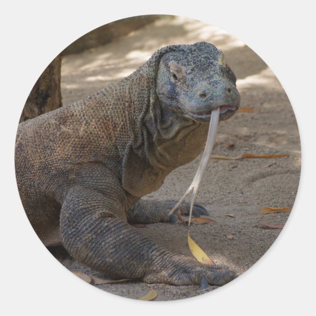 Adesivo Redondo Komodo Dragon Licking (Frente)