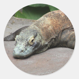 Adesivo Redondo Komodo dragon (Varanus komodoensis),