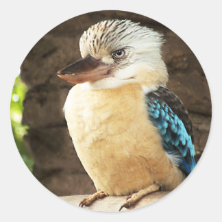 Adesivo Redondo Kookaburra