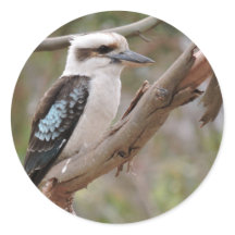 Kookaburra na Árvore de Goma -