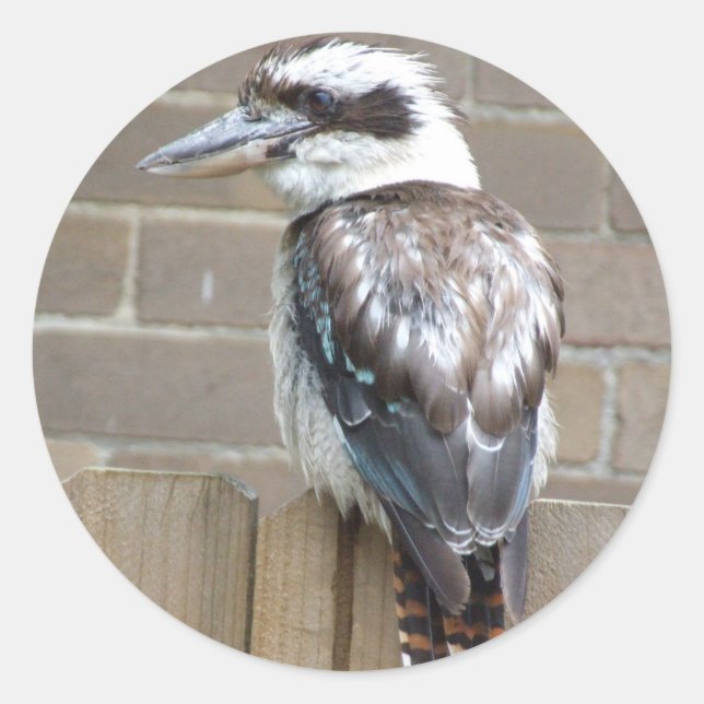 Adesivo Redondo Kookaburra Sticker (Frente)