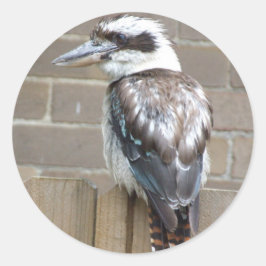 Adesivo Redondo Kookaburra Sticker