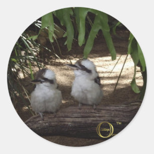 Adesivo Redondo Kookaburras impressionante