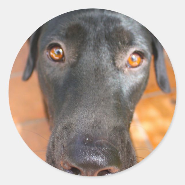 Adesivo Redondo laboratório preto (Frente)