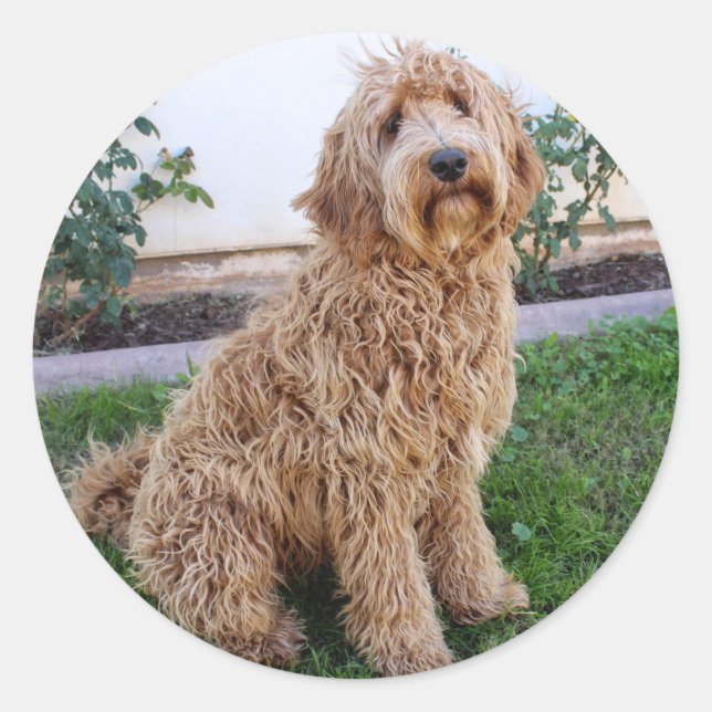 Adesivo Redondo Labradoodle Puppy Dog (Frente)