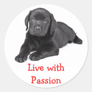 Adesivo Redondo Labrador Retriever Puppy Vive Com Paixão