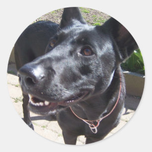 Adesivo Redondo Lacquer Black German shepherd