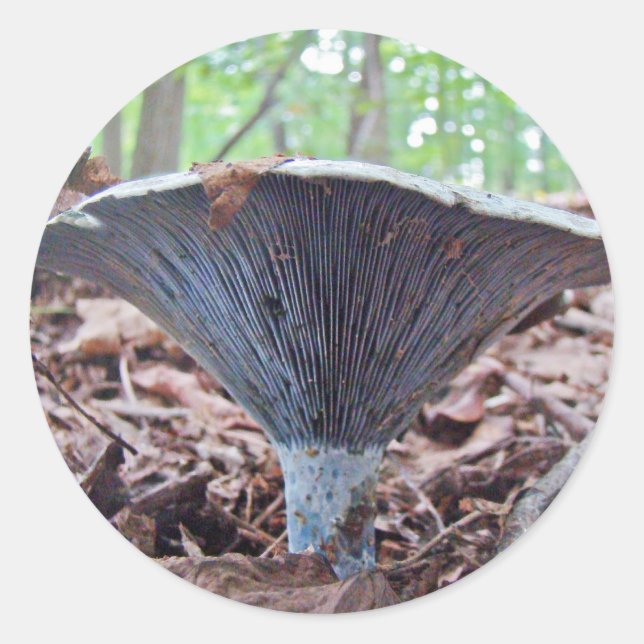 Adesivo Redondo Lactarius indigo Blue Mushroom (Frente)