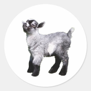 Adesivo Redondo lado esquerdo da cabra do bebê