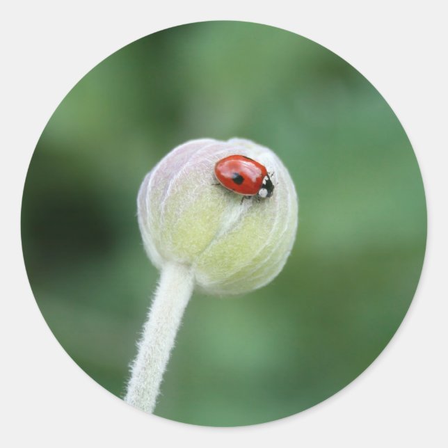 Adesivo Redondo Lady Bird Stickers (Frente)