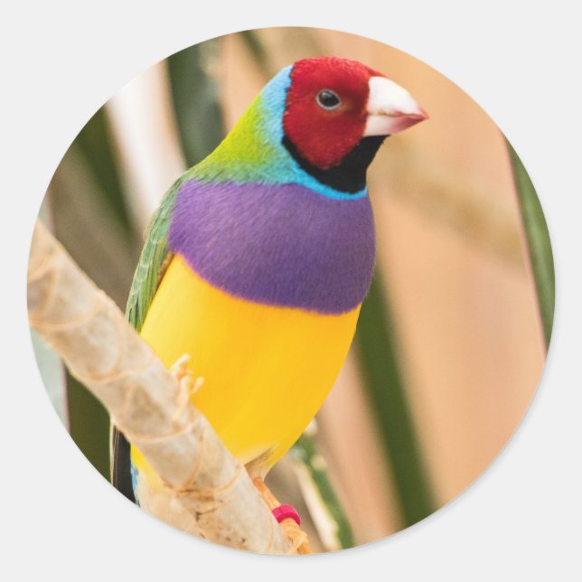 Adesivo Redondo Lady Gouldian Finch (Frente)