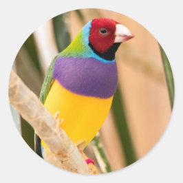Adesivo Redondo Lady Gouldian Finch