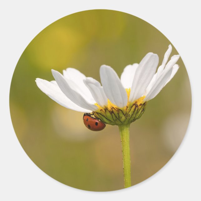 Adesivo Redondo Ladybird com autocolante Oxeye Daisy Round (Frente)
