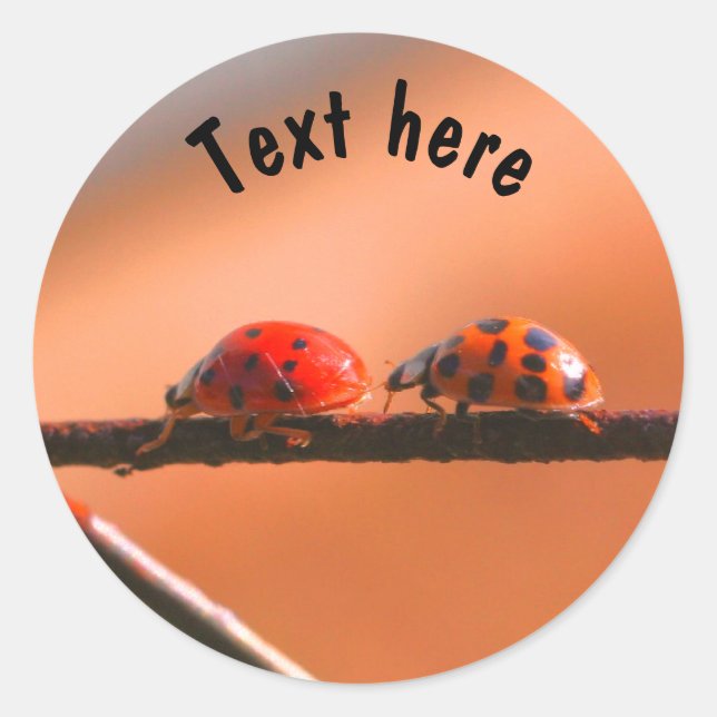 Adesivo Redondo Ladybug Buddies Nature Personalizado (Frente)