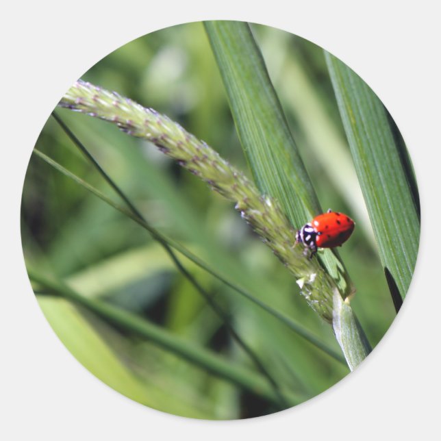 Adesivo Redondo Ladybug (Coccinellidae) (Frente)