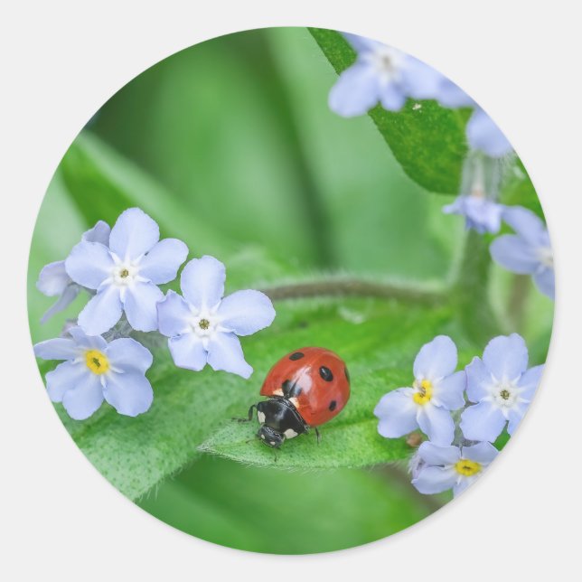 Adesivo Redondo Ladybug no Forget-me-not Stickers (Frente)