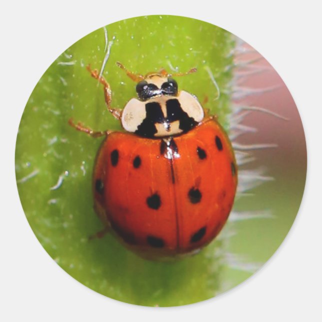 Adesivo Redondo Ladybug no Sunflower Stalk (Frente)