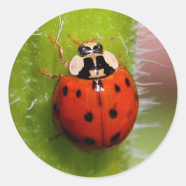 Adesivo Redondo Ladybug no Sunflower Stalk