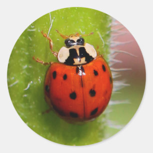 Adesivo Redondo Ladybug no Sunflower Stalk