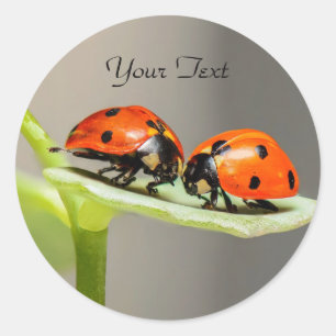 Adesivo Redondo Ladybugs Beetles Classic Round Sticker