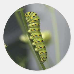 Adesivo Redondo Lagarta