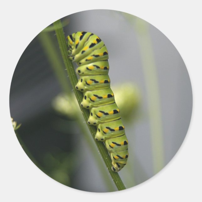 Adesivo Redondo Lagarta (Frente)