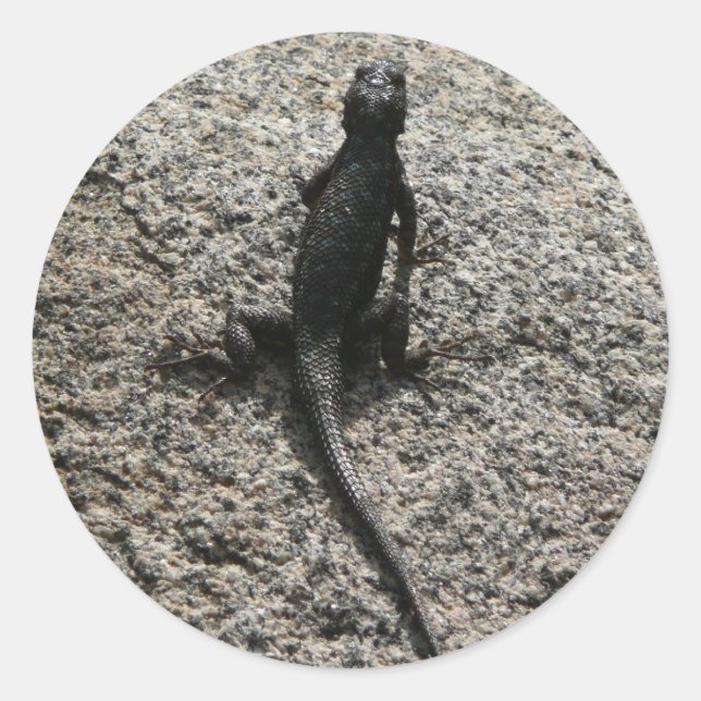 Adesivo Redondo Lagarto Preto (Frente)