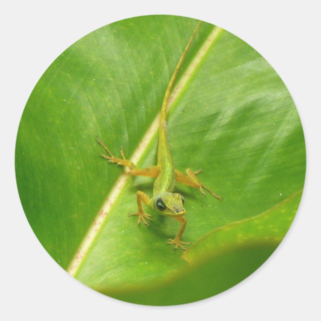 Adesivo Redondo Lagarto Verde na Folha Verde (Frente)
