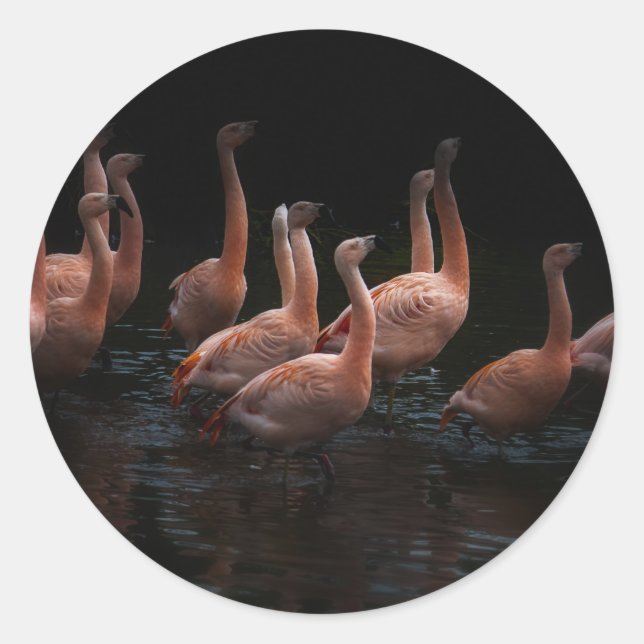 Adesivo Redondo Lago Flamingo (Frente)