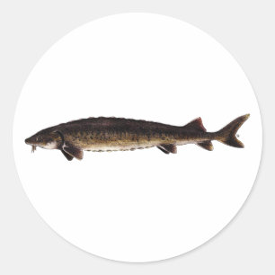 Adesivo Redondo Lago Sturgeon - Acipenser fulvescens