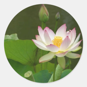 Adesivo Redondo Lagoas das flores de Lotus