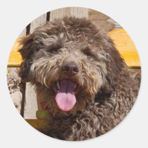 Adesivo Redondo Lagotto Romagnolo Deitado Em Uma Bancada De Madeir