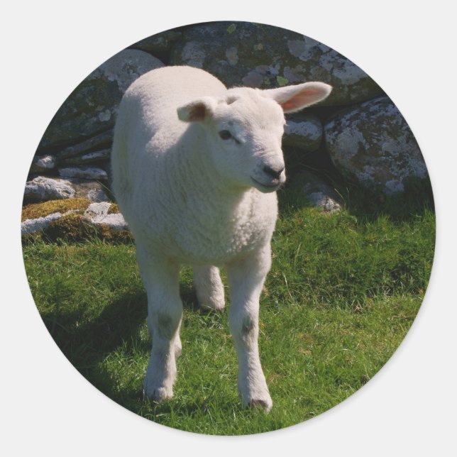 Adesivo Redondo Lamb (Frente)