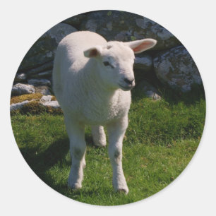 Adesivo Redondo Lamb
