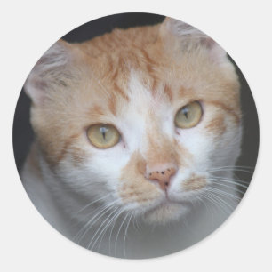 Adesivo Redondo Laranja Adorável e Gato Branco com Olhos Expressiv