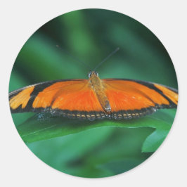 Adesivo Redondo Laranja Brilhante e Borboleta Negra em Folha