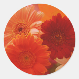 Adesivo Redondo Laranja Gerbera Daisy Flowers Art Decal Stickers