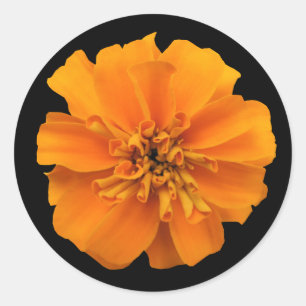 Adesivo Redondo Laranja Marigold Flor em Preto
