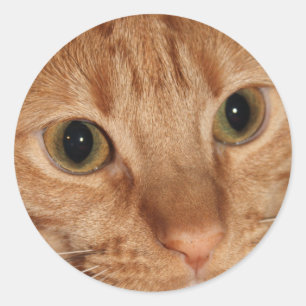 Adesivo Redondo Laranja Tabby Cat Profile Face Close (Fechar)