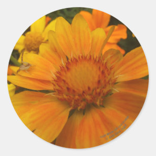 Adesivo Redondo Laranjas e Limões Blanketflower com aranha-carang