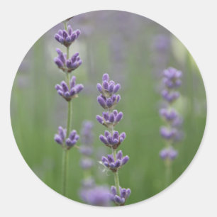 Adesivo Redondo Lavanda de Densidade